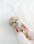 Mini Maltipoo - Barbara