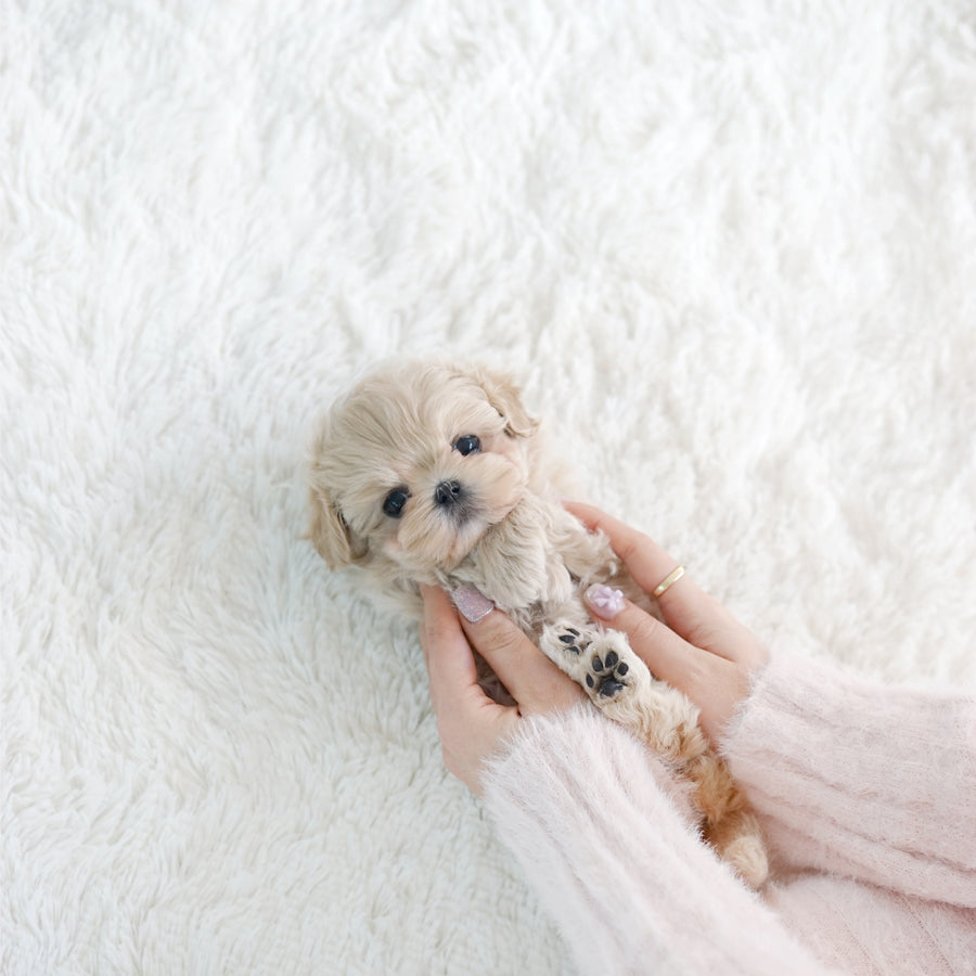 Mini Maltipoo - Barbara