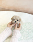 Mini Maltipoo - Barbara