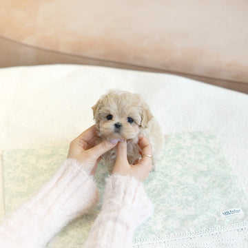 Mini Maltipoo - Barbara