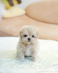 Mini Maltipoo - Barbara