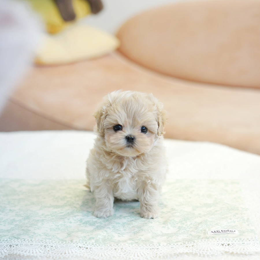 Mini Maltipoo - Barbara