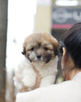 Coton de Tulear - Jun