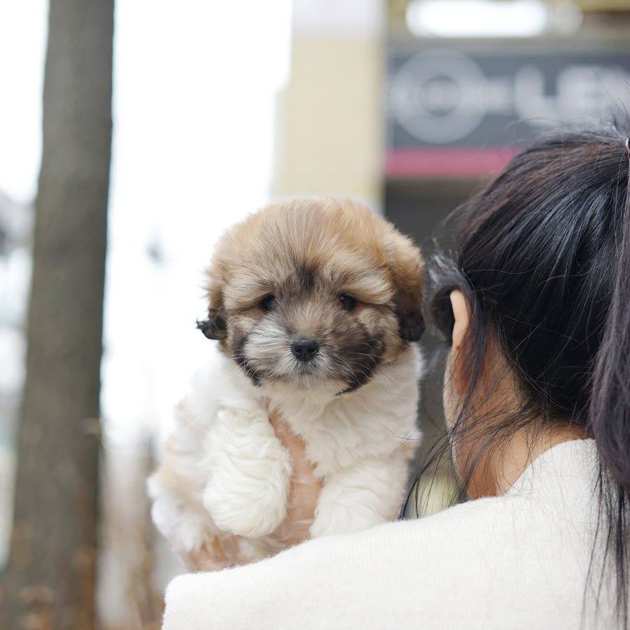 Coton de Tulear - Jun