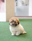 Coton de Tulear - Jun