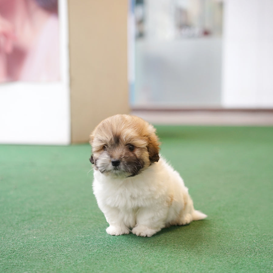 Coton de Tulear - Jun