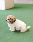 Coton de Tulear - Jun