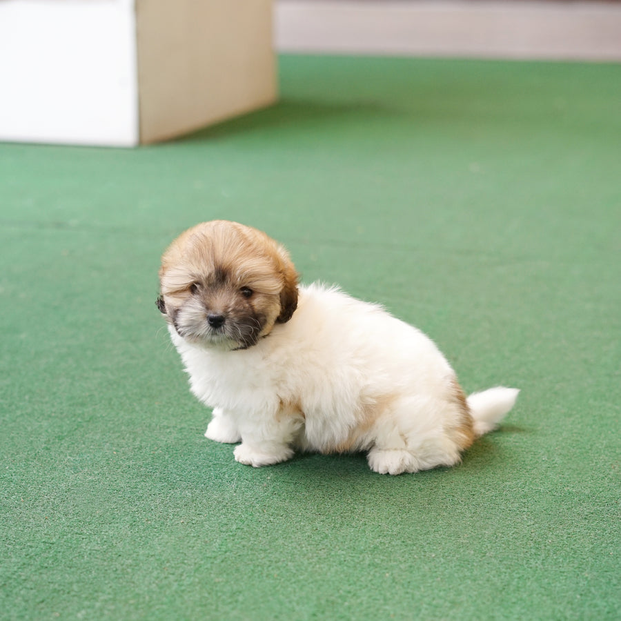 Coton de Tulear - Jun