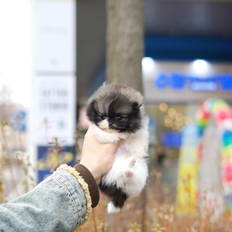 Pomeranian - Bow