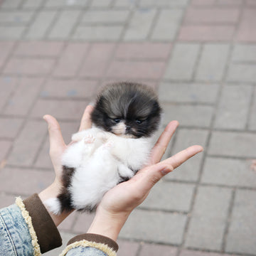 Pomeranian - Bow