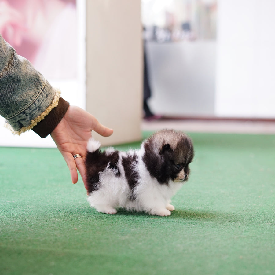 Pomeranian - Bow