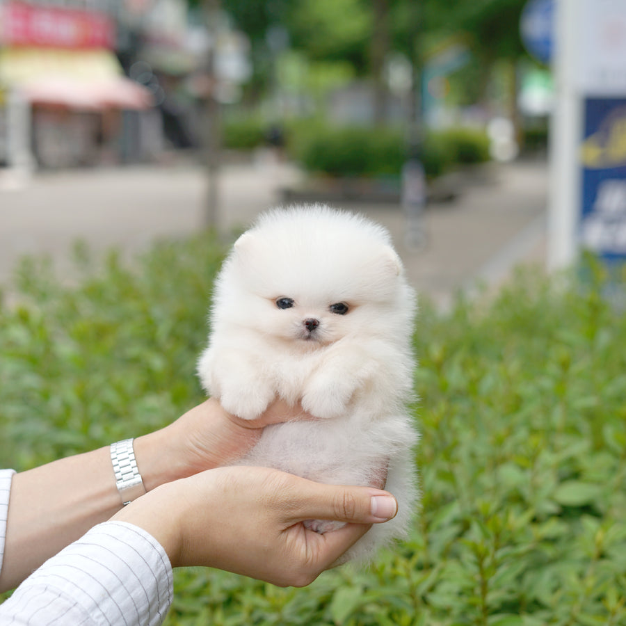 Pomeranian - Emery