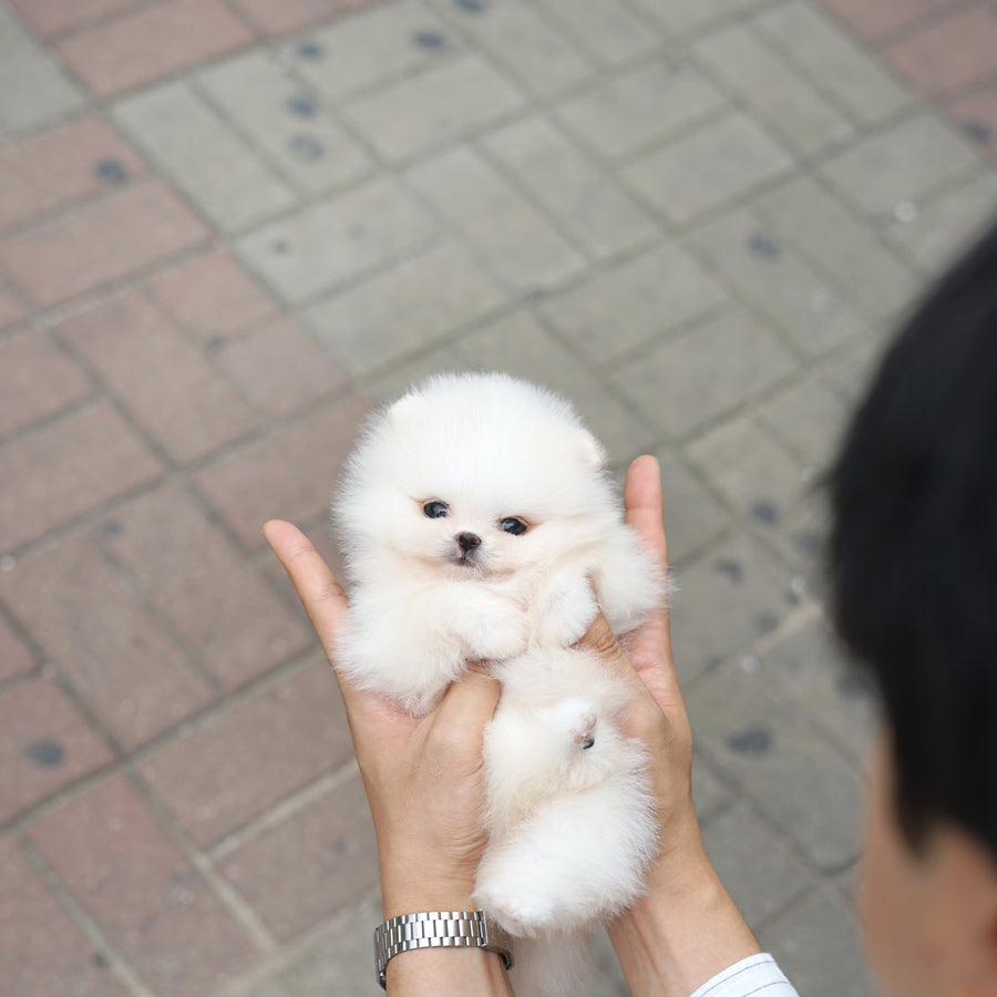 Pomeranian - Emery