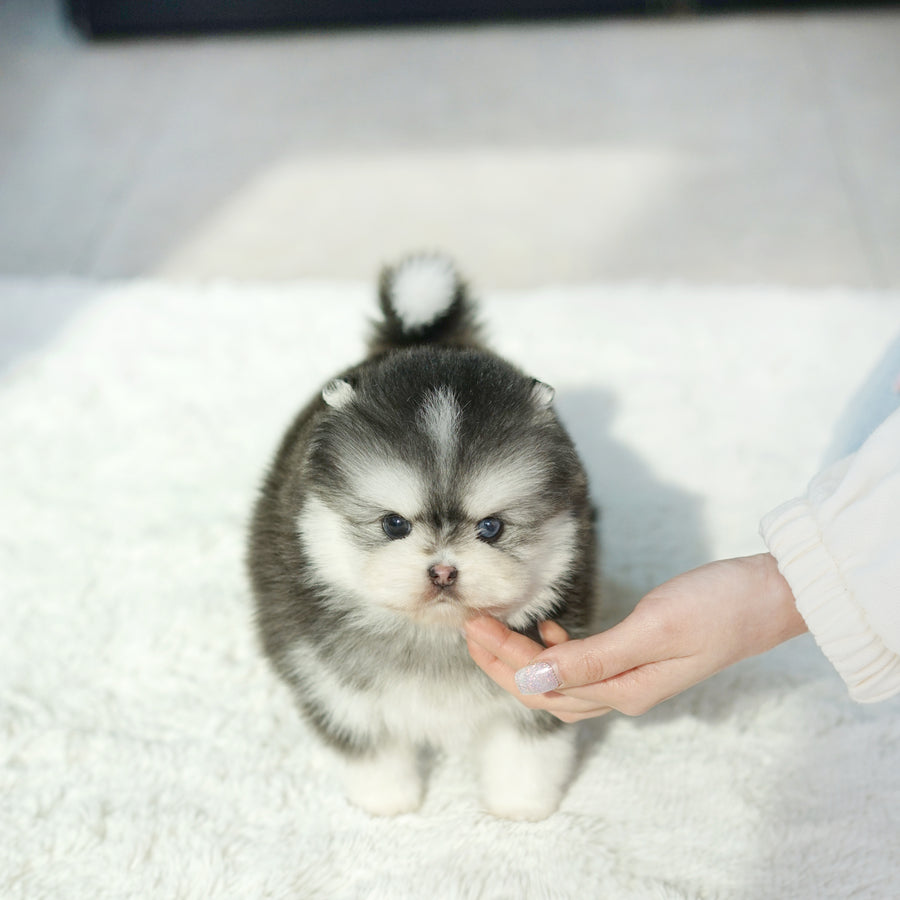 Pomsky - Aaron