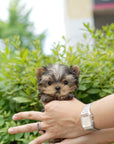 Yorkshire Terrier - Elizabeth