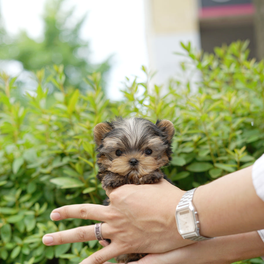 Yorkshire Terrier - Elizabeth