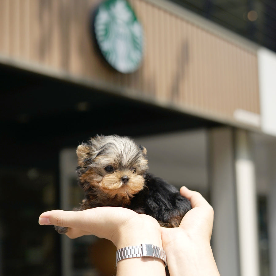 Yorkshire Terrier - Elizabeth