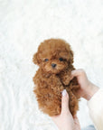 Tiny Poodle - Eugene