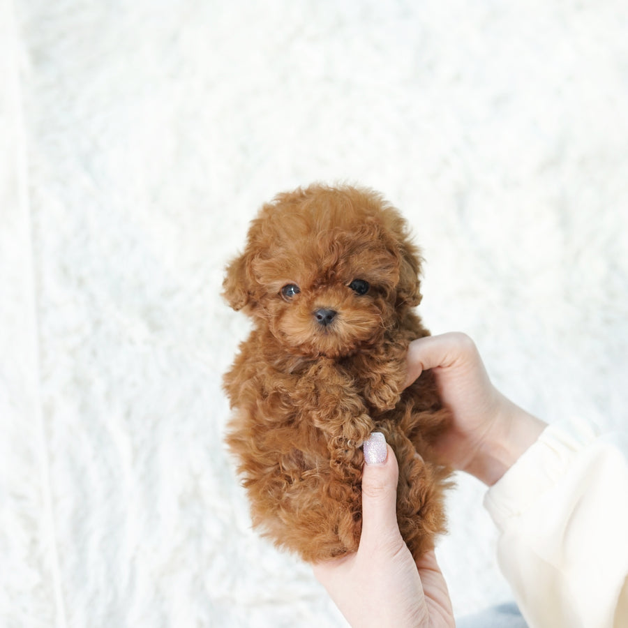 Tiny Poodle - Eugene