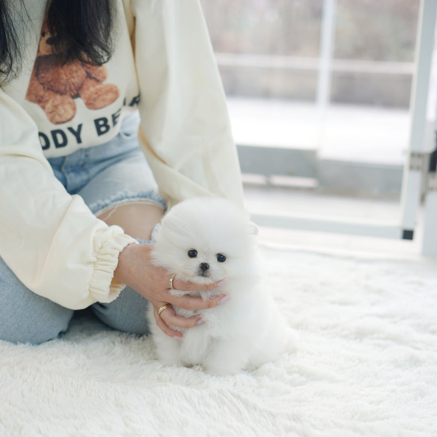 Pomeranian - Jacqueline