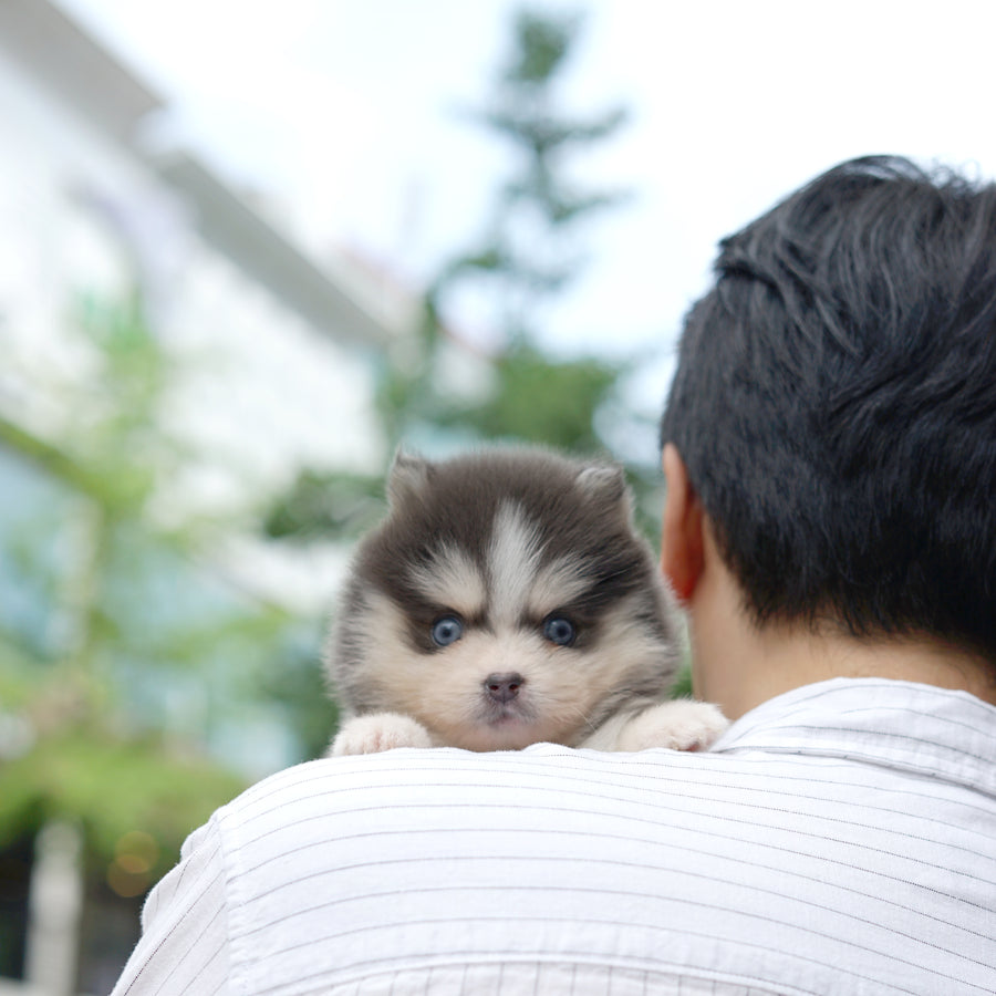 Pomsky - Denise