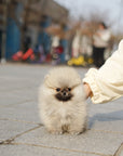 Pomeranian - Douglas