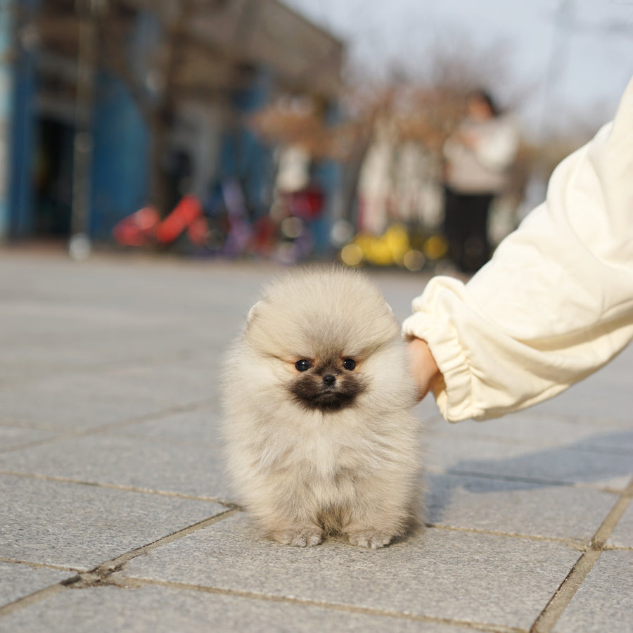 Pomeranian - Douglas