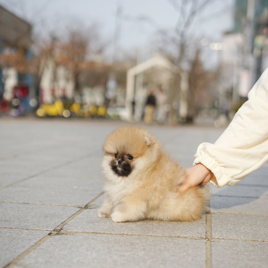 Pomeranian - Donald