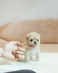 Mini Maltipoo - Kenneth