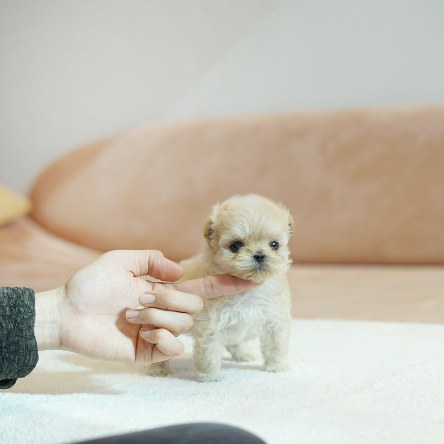 Mini Maltipoo - Kenneth