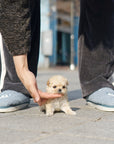 Mini Maltipoo - Kenneth