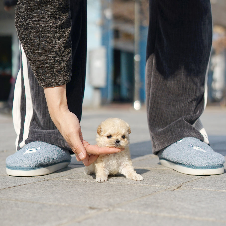 Mini Maltipoo - Kenneth