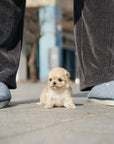 Mini Maltipoo - Kenneth