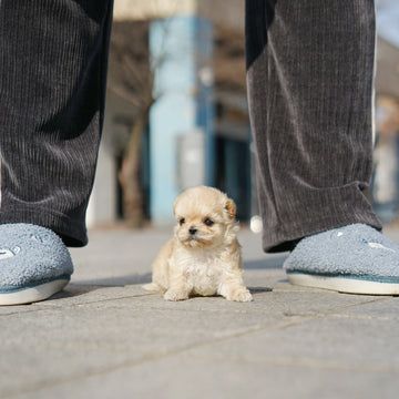 Mini Maltipoo - Kenneth