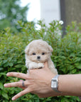 Mini Maltipoo - Babi