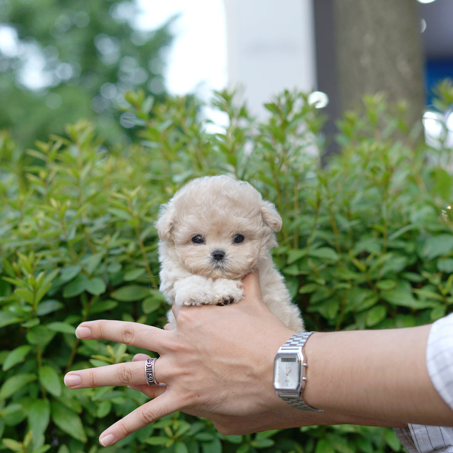 Mini Maltipoo - Babi