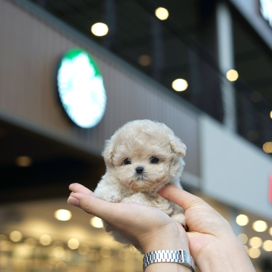 Mini Maltipoo - Babi