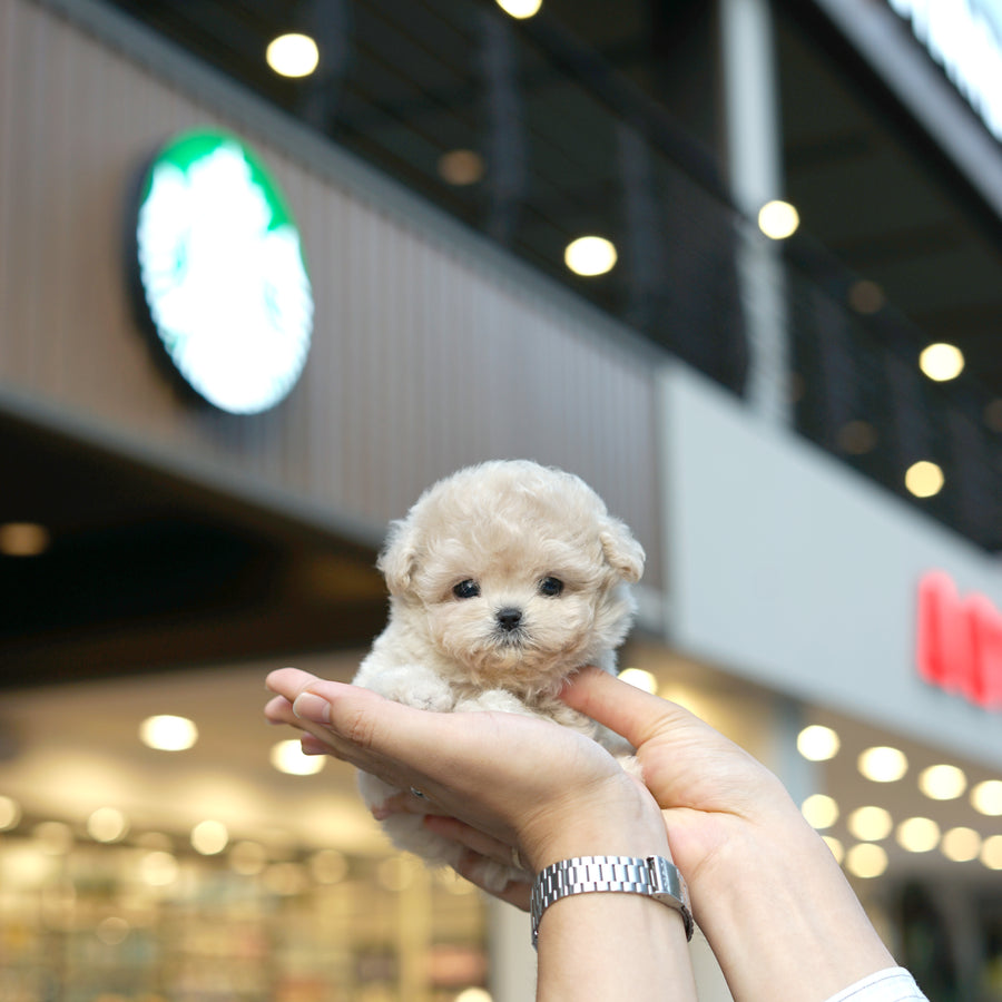 Mini Maltipoo - Babi