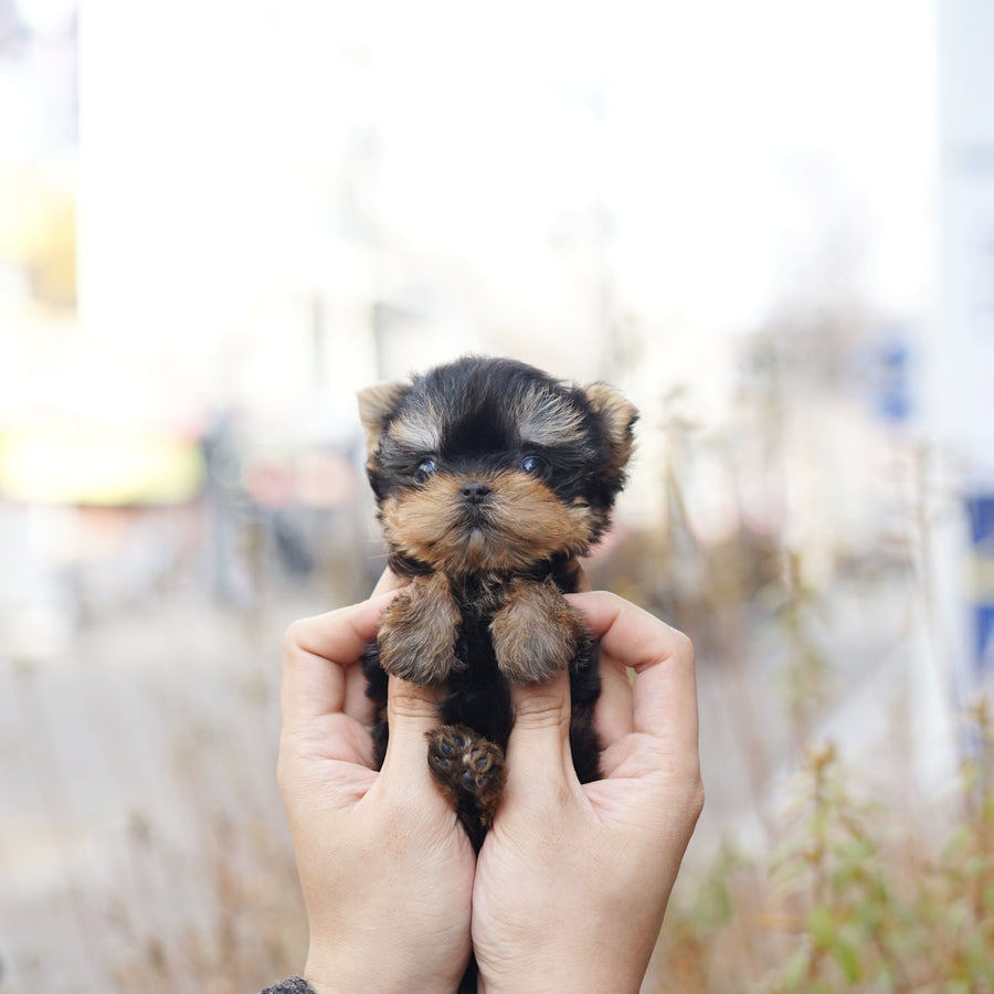 Yorkshire Terrier - Megan