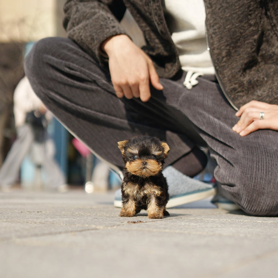 Yorkshire Terrier - Megan