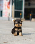 Yorkshire Terrier - Megan