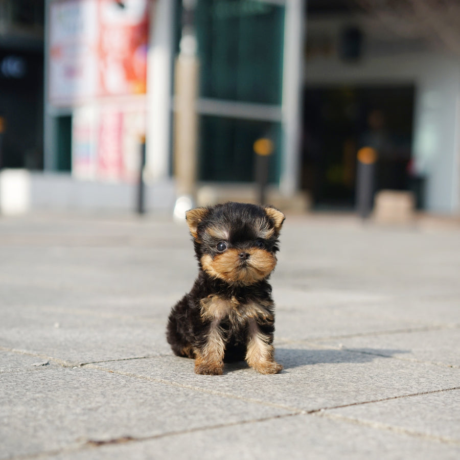 Yorkshire Terrier - Megan