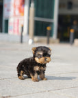 Yorkshire Terrier - Megan