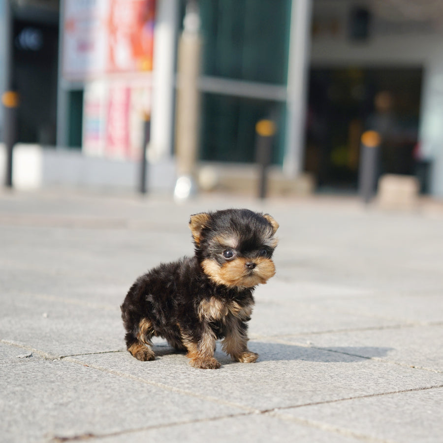 Yorkshire Terrier - Megan