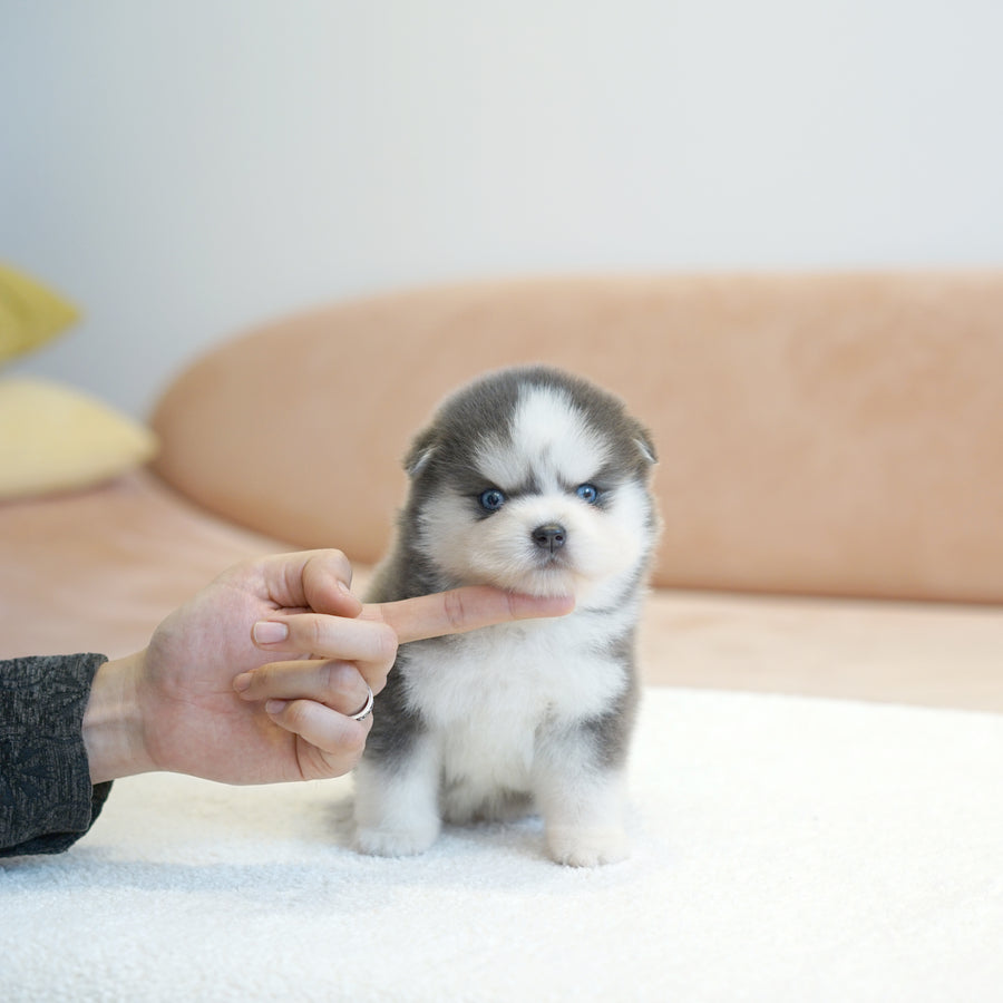 Pomsky - Soda