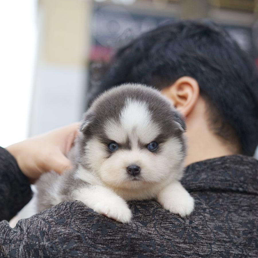 Pomsky - Soda