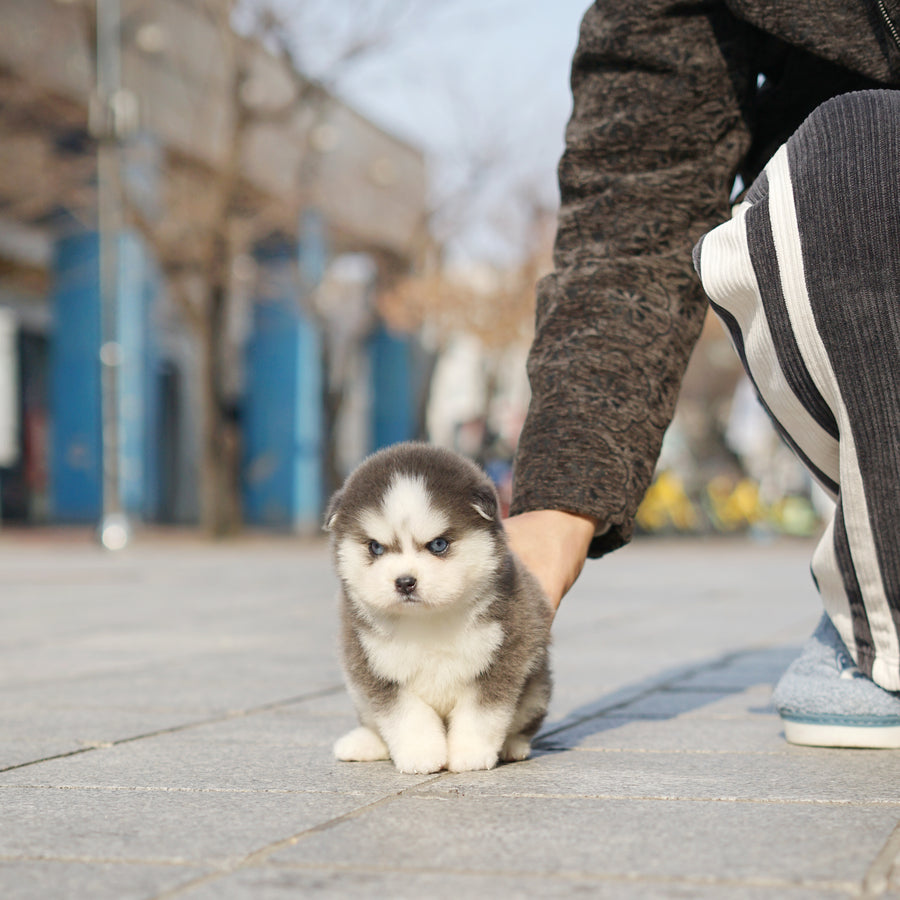 Pomsky - Soda