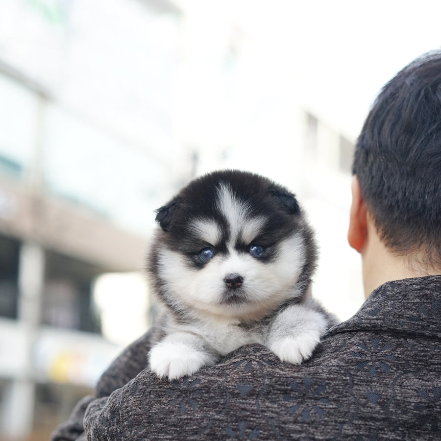 Pomsky - Lauren