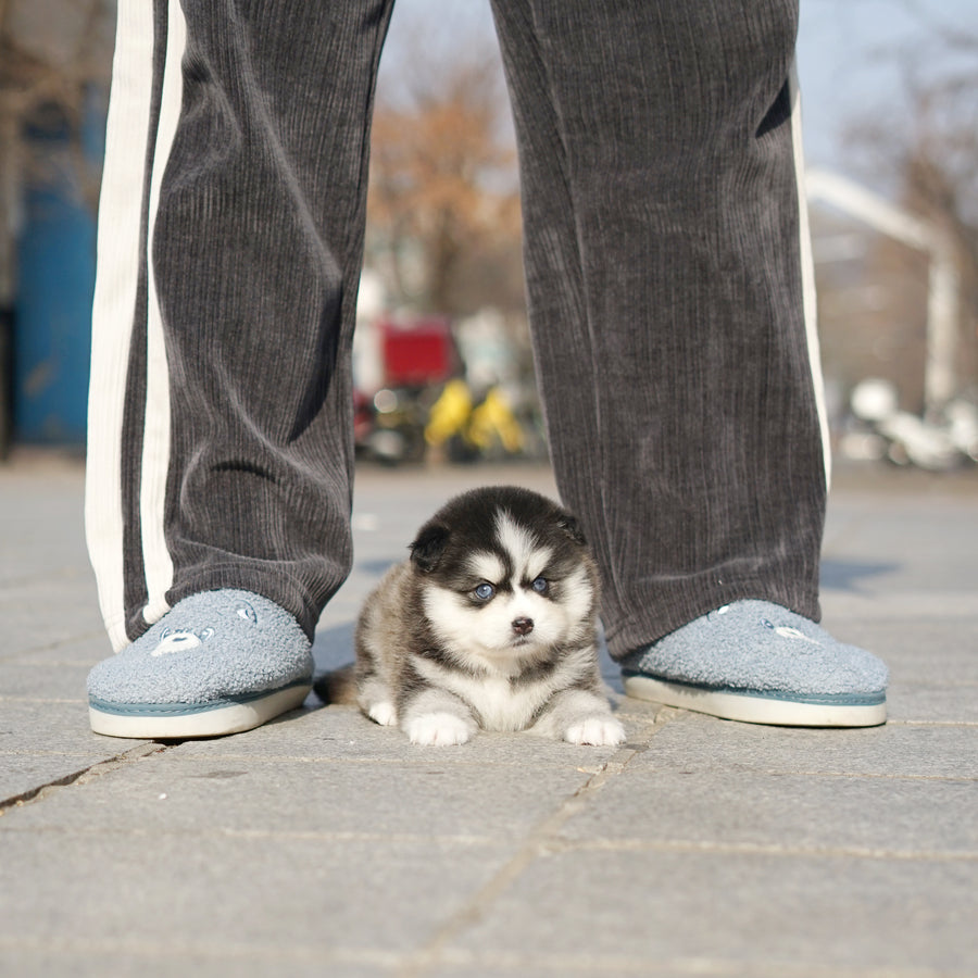 Pomsky - Lauren