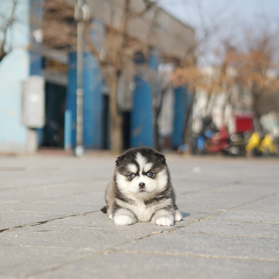 Pomsky - Lauren